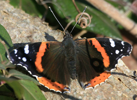 Red Admiral